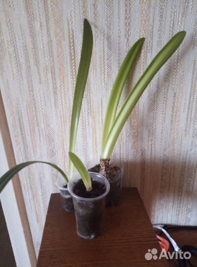 Комнатные цветы