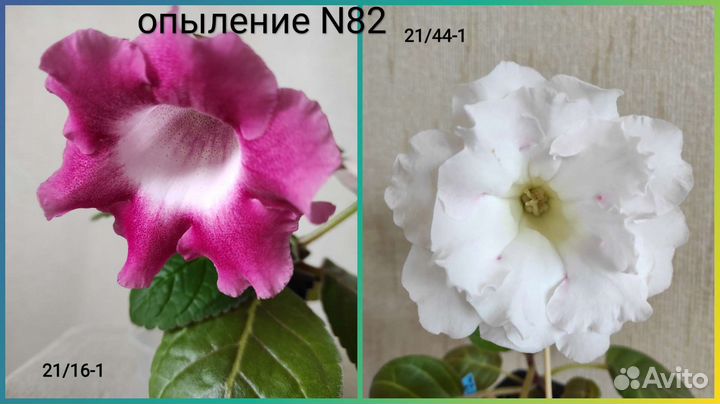 Семена глоксиний