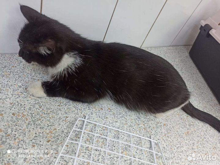 Кошка ищет дом