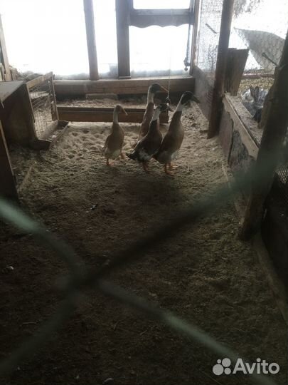 Утки индийский бегунок