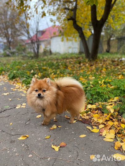 Кобель померанского шпица для вязки
