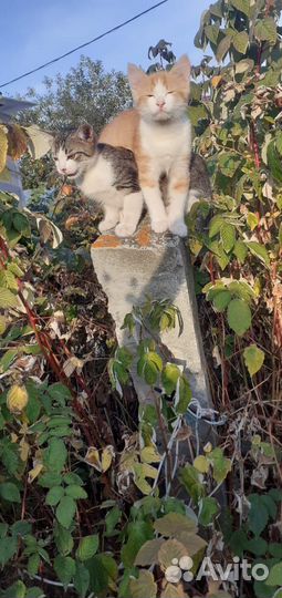 Кошка в дар бесплатно