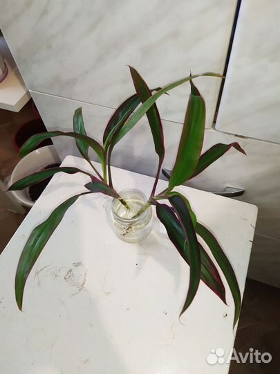 Красивейшие декоративно-листвен. цветы с доставкой