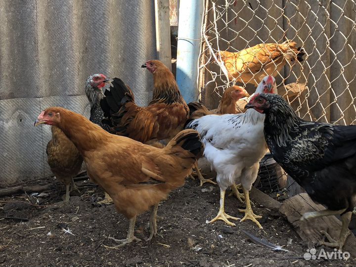 Куры молодые