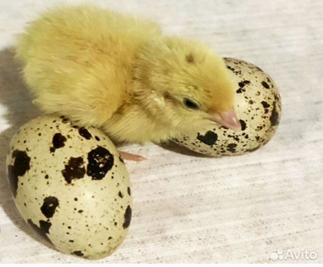 Яйцо перепелиные инкубационное