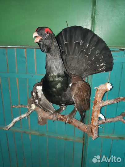 Чучело глухаря