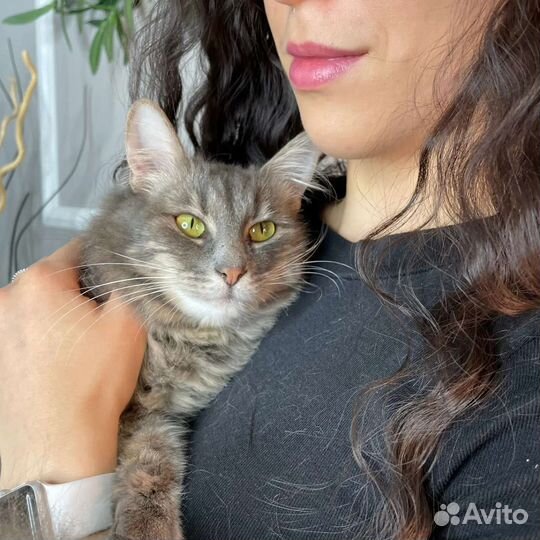 Кошка в добрые руки