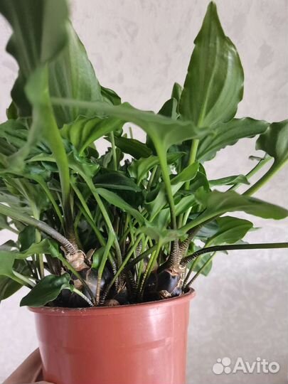 Дримиопсис