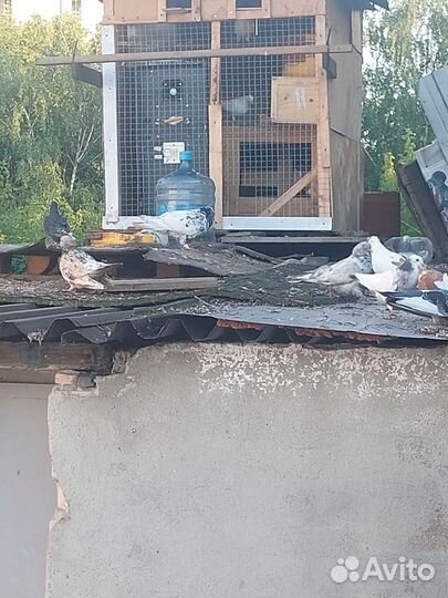 Продажа голубей