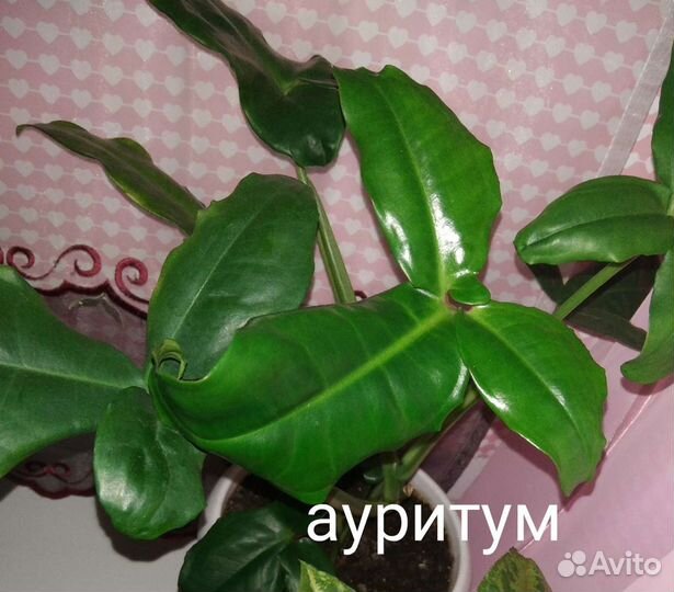 Сингониумы - зеленые питомцы