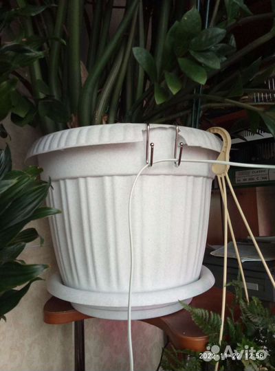 Замиокулькас