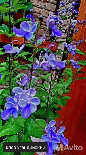 Клероденрумы