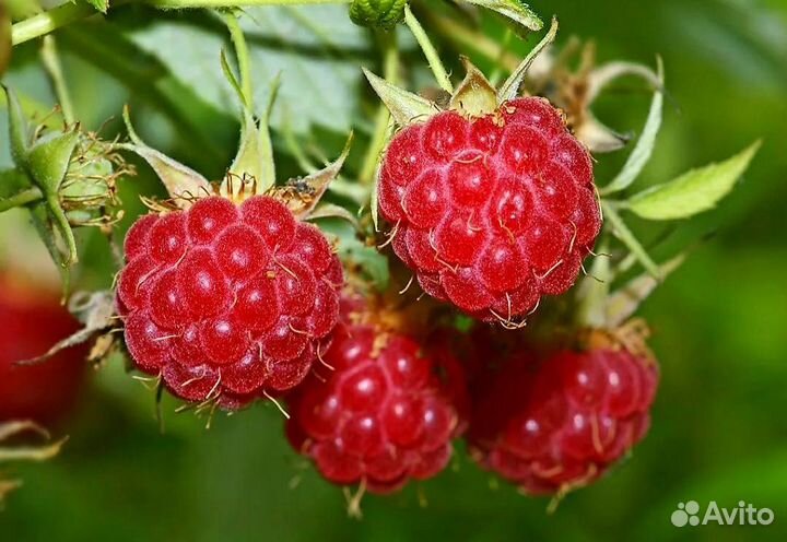 Малино-поляничный гибрид