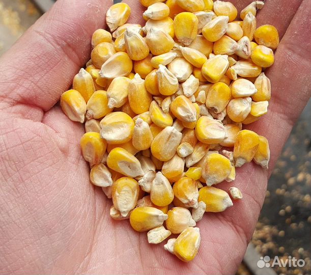 Кукуруза зерно кормовое