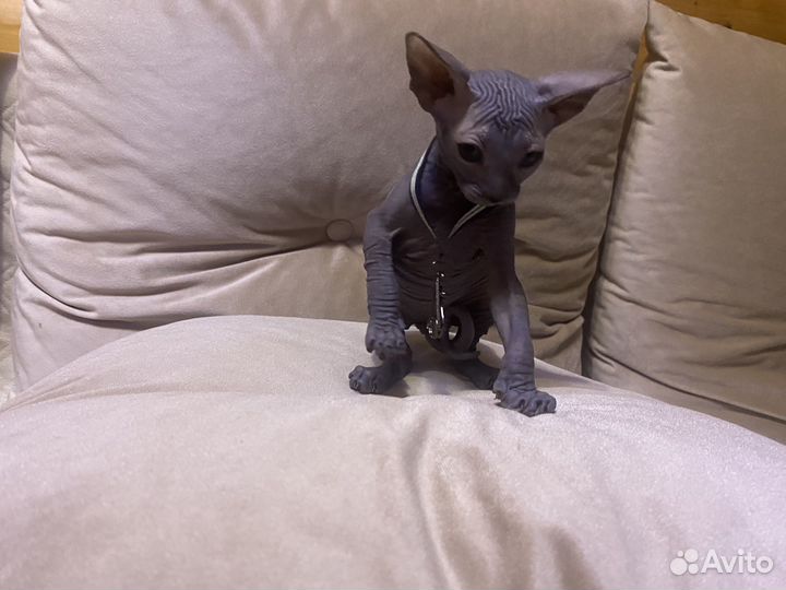 Канадский сфинкс