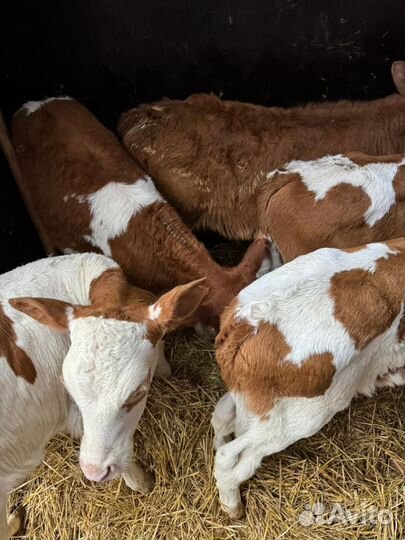 Ч Телята бычки и тёлочки