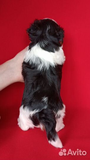 Бивер мальчик