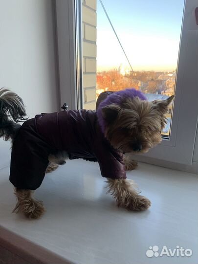Зимний костюм для собак