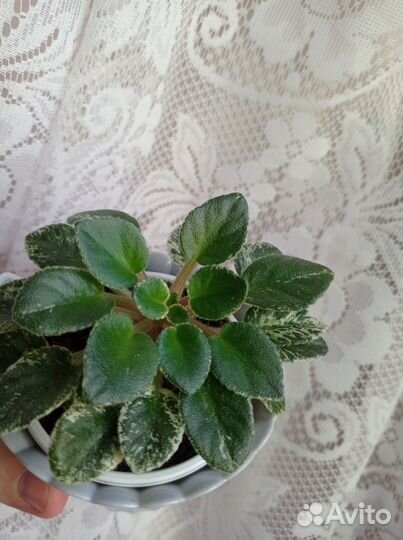 Фиалка мини