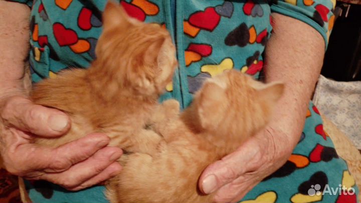 Отдам котенка в добрые руки