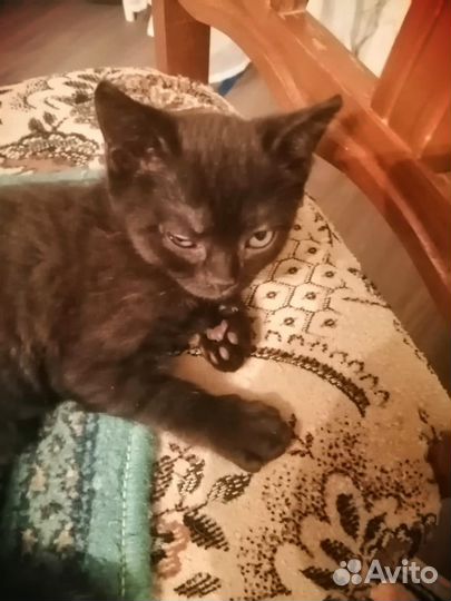 Котята метисы от британца