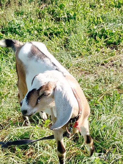 Англо нубийские козлята