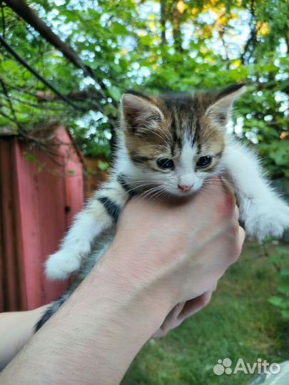 Котенок девочка в добрые руки