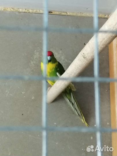 Попугай какарик