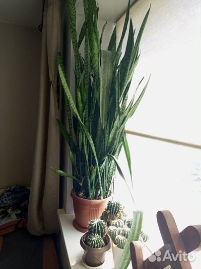 Сансевиерия щучий хвост большой