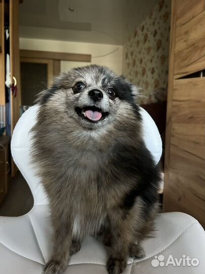 Померанский шпиц мини