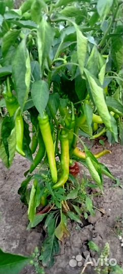 Перец острый свежий