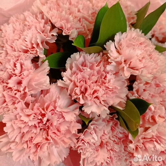 Букет из 17 румяных диантусов. Доставка до двери