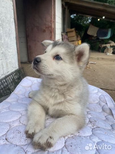 Девочка маламут