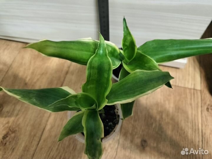 Ктенанта Бурле Макс Амагрис, Драцена Yellow coast