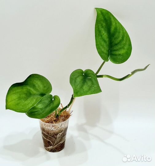 Сциндапсус Satin Jade