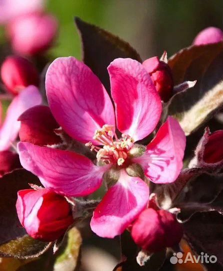 Яблоня ред кэтти