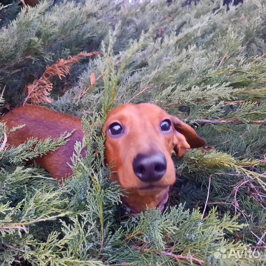 Такса щенок