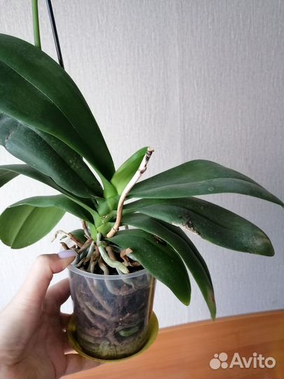 Орхидея фаленопсис дикий кот