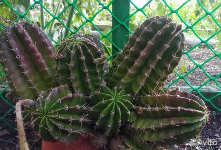 Кактус в дар