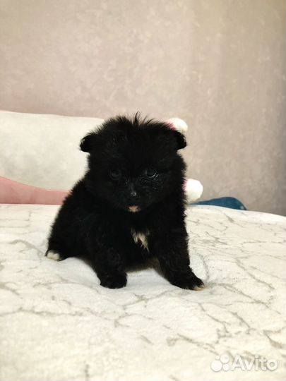 Щенки шпица