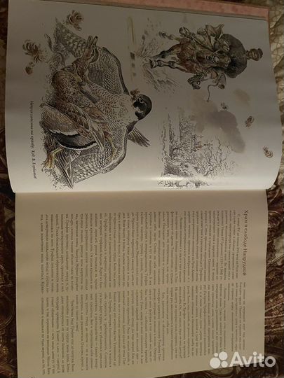 Соколиная охота