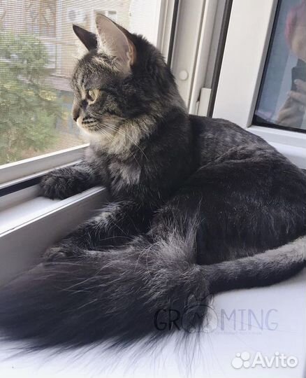 Стрижка собак и кошек