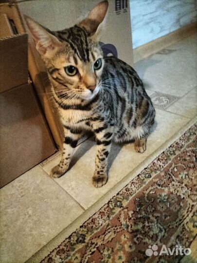 Бенгальская кошка