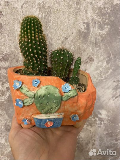 Живые кактусы в керамическом кашпо