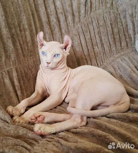 Сфинкс эльф вязка