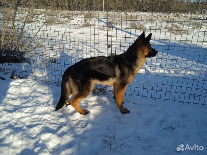 Щенки немецкой овчарки