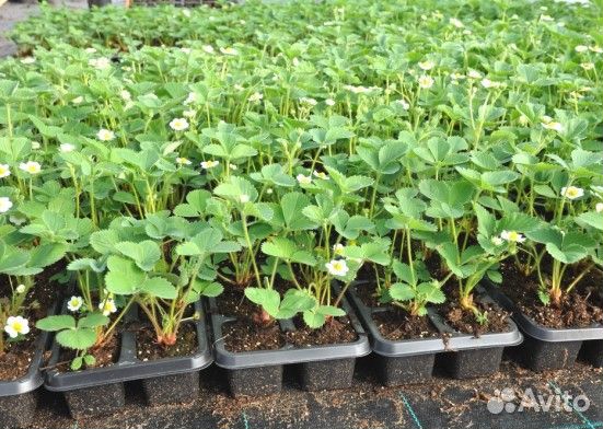 Кассеты для рассады