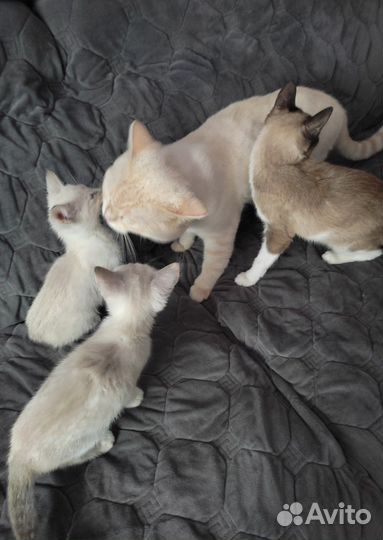 Британские котята
