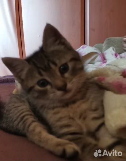 Кошечка в добрые руки