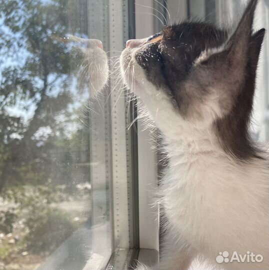 Котёнок девочка в добрые руки